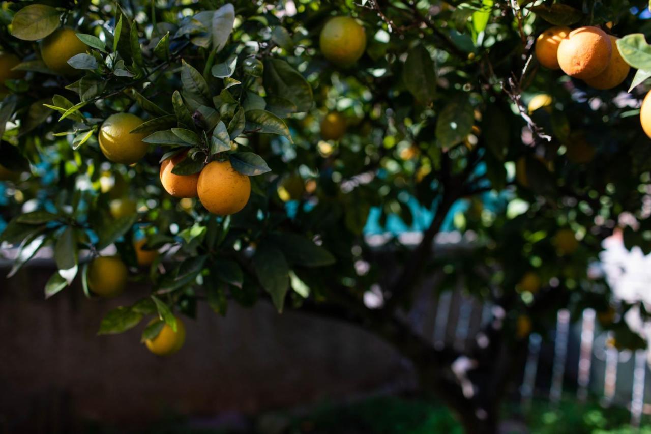 Florit Flats - The Orange Lemon Tree House Villa La Eliana Ngoại thất bức ảnh